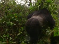 Big Male Gorilla Knocks Over Tree Stock Footage
