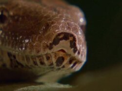 ECU Python's head, tongue flickering Stock Footage