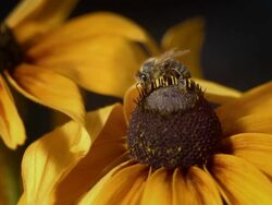 HD Super Slow-Mo: Bee Collecting Pollen Stock Footage
