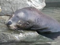 Sick Sea-lion Seal Face, Close.  Looks at Camera Stock Footage