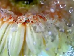 HD Super Slow-Mo: Water Drops Splashing Over A Flower Stock Footage