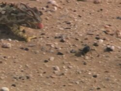  CU TS Namaquachameleon running over pebbled area and catches beetle (toktokkie) at Namib Desert / Namib Desert, Namibia Stock Footage