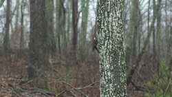 Wood Pecker Bird Eating Worm in Winter Stock Footage
