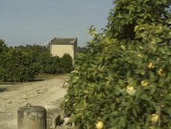 High Speed driving past orange (Citrus sinensis) grove entrance, Spain Stock Footage