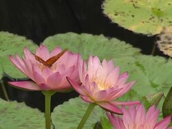 waterlily with butterfly Stock Footage