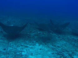 Eagle Rays swimming, Costa Rica, Pacific Ocean  Stock Footage