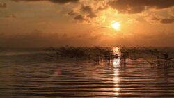 The square fishnet made of bamboo Stock Footage