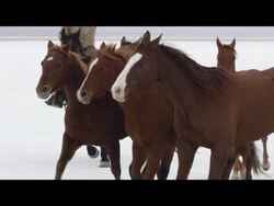 Slow motion of horses running. Stock Footage