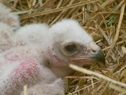 Marsh Harrier Chicks Stock Footage