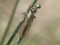 Robber fly eating Stock Footage