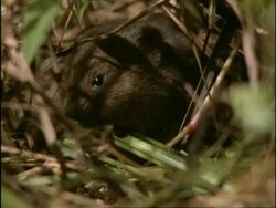 CU Vole nibbling on grass, USA Stock Footage