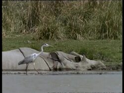 MS Heron walking slowly past 2 Greater One-horned Rhinoceros lying in mud, India Stock Footage