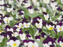 HD DOLLY: Beautiful Pansies Stock Footage