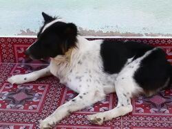 thai dog Stock Footage