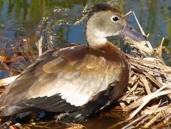 Whistling Duck Stock Footage