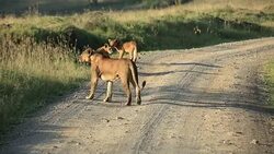 Lioness at wild with cubs Stock Footage