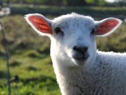 Cute Sheep Chewing Stock Footage