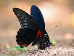 Butterfly pee Stock Footage