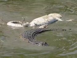 Crocodile. Stock Footage