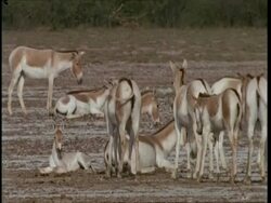 MS Group of wild asses relaxing in desert, one rolling on back, Gujarat, India Stock Footage