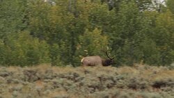 WS/SLOMO  shot of large bull elk (Cervus canadensis) chasing cow elk during the fall rut Stock Footage