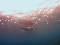 Manta Ray Stock Footage