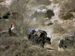 WS Yak caravan walking at high mountain trail / near Ringmo village, Himalayas, Upper Dolpo, Nepal   Stock Footage