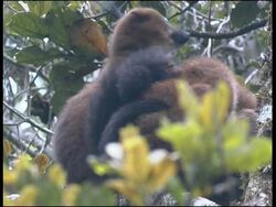 Red-fronted Brown Lemur Eulemur fulvus rufus Ranomafana National Park Stock Footage