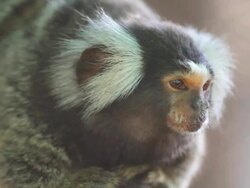 Little monkey. Stock Footage