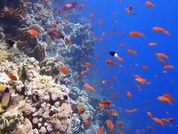 Coral And Fish Stock Footage