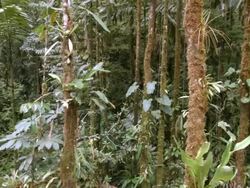 Interior of tropical rainforest in the Ecuadorian Amazon Stock Footage
