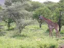 Young Giraffe Grazing Stock Footage