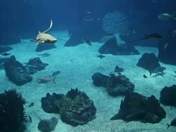 Fish and shark in a big blue aquarium Stock Footage