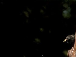 Common Starling, sturnus vulgaris, Adult standing on Tree Trunk, with Food in Beak and Taking off, Slow motion Stock Footage