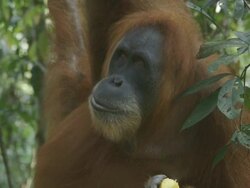 MS Orang utan mother and child eating / Bukit Lawang, North Sumatra, Indonesia Stock Footage