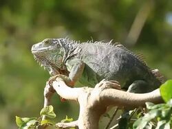 Green Iguana. Stock Footage