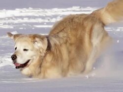 Beautiful Golden Retriever dog palys in the snow Stock Footage