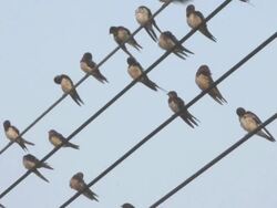 Birds and wires. Stock Footage