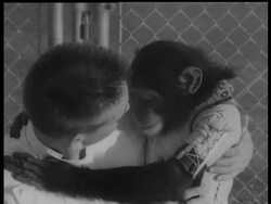 APES BLAZE THE TRAIL News Clip