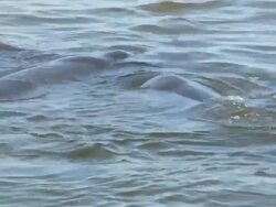 Manatee Snorting Sound Stock Footage