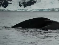 Humpback Whale tail fluke Antarctica Stock Footage