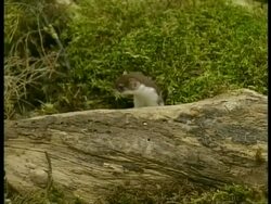 MS European Weasel, on log, Arctic Circle Stock Footage
