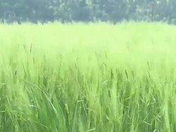 Green wheat Stock Footage