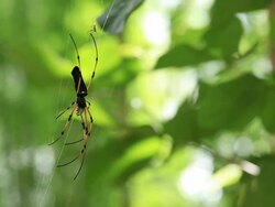 Tropical Spider Stock Footage