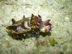 Flamboyant cuttlefish, Malaysia Stock Footage