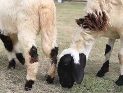 Two sheep are eating some grass in a field Stock Footage