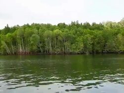 Mangroves view from a boat Stock Footage