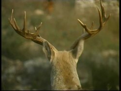 Mesopotamian Fallow Deer, Dama mesopotamica,  backshot of male head and antlers, CU head turns to camera, Israel Stock Footage
