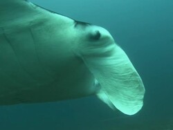 Manta, eye and head, ventral view, Mozambique  Stock Footage