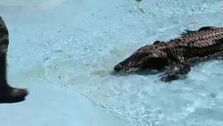 World's oldest American alligator in Serbian zoo News Clip